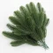 Pine