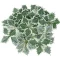 Green Leaves