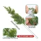 Pine Branches 20Pcs