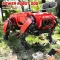 red dog