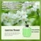 1PC Jasmine